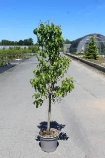 Pot 12L formé en gobelet sur une tige de 60-70 cm, hauteur totale de 125-150 cm (hors pot), plante âgée de 3 ans