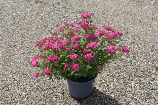 Pot 3L