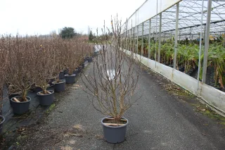 Pot 20L hauteur moyenne 100/120 cm (hors pot)