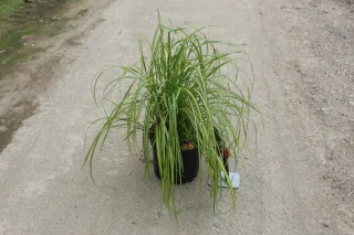Pot 3L