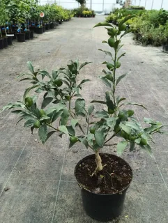 Pot 5L sur poncirus - formé en touffe