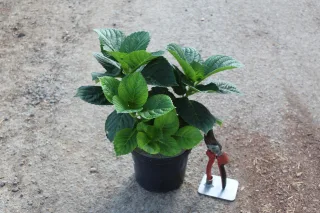 Pot 2L