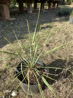 Pot 2L Hauteur 40 cm (hors pot)