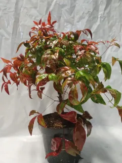 Pot 1L