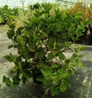 Pot 3L