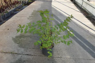 Pot 7.5L
