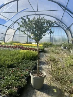 Pot 3,5L sur tige de 50/60 cm hauteur totale 70/80 cm