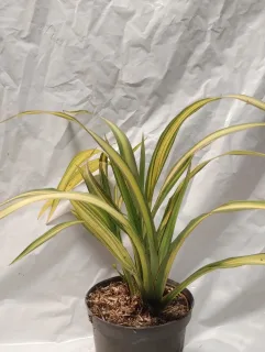 Pot 1L
