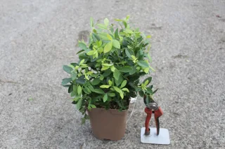 Pot 2L hauteur moyenne 20/40 cm (hors pot)