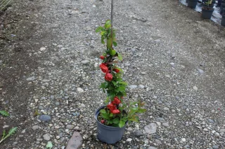 Pot 3L hauteur moyenne 40/60 cm (hors pot)