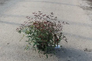 Pot 3L