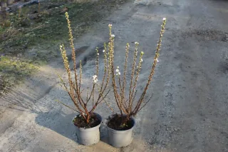 Pot 3L hauteur moyenne 40/60 cm (hors pot)