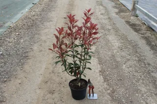 Pot 3L