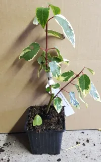 Pot GodetL