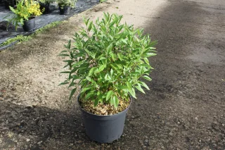 Pot 7.5L