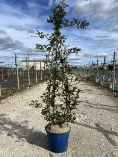 Pot 5L