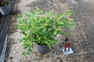Pot 3L