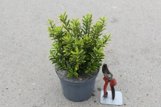 Pot 3L hauteur moyenne 15/20 cm (hors pot)