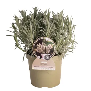 Pot 3,5L