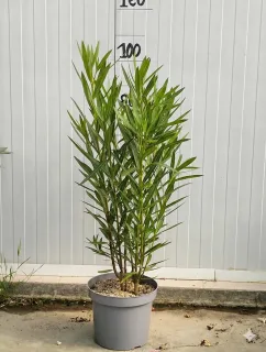 Lot de 10 avec 1 offert - Pot 7L 80/100 cm