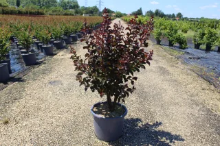 Pot 15L Touffe