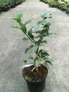 Pot 5L sur poncirus - formé en touffe