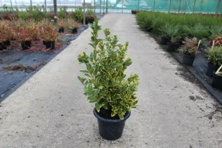 Pot 7.5L hauteur moyenne 40/60 cm (hors pot)