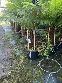 Pot 35L Tronc 40/50 cm