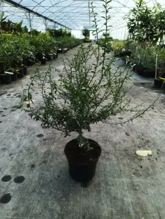 Pot 5L sur Volka - Tigette