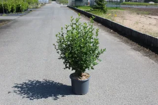 Pot 15L