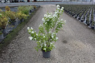Pot 7.5L hauteur moyenne 80/100 cm (hors pot)