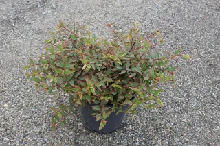 Pot 7.5L