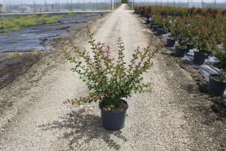 Pot 15L Touffe