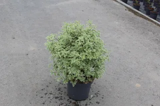 Pot 7.5L