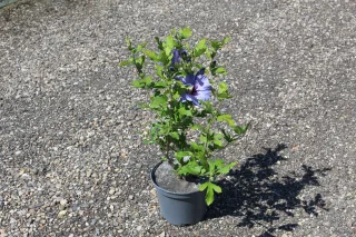 Pot 3L