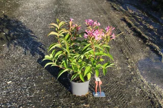 Pot 3L hauteur moyenne 40/60 cm (hors pot)