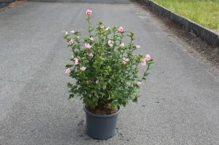 Pot 15L hauteur moyenne 80/100 cm (hors pot)