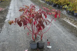 Pot 3L