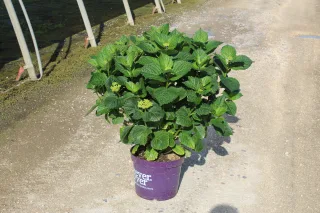Pot 12L
