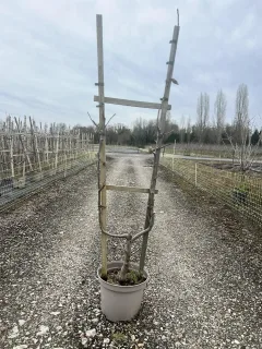 Pot 10L Formé en palmette simple U