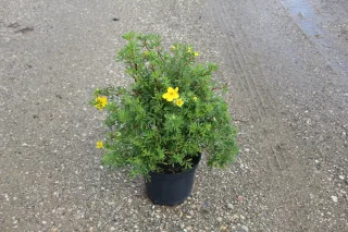 Pot 3L hauteur moyenne 30/40 cm (hors pot)