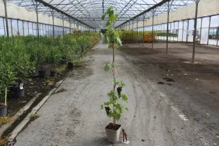 Pot 5L Hauteur 100/150 cm (hors pot)