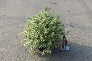 Pot 3L