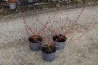 Pot 3L