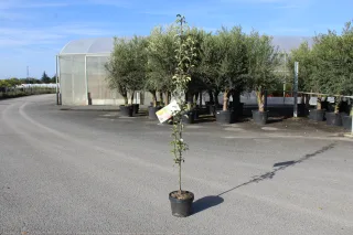 Pot 7.5L Arbre colonnaire – Hauteur 100-150 cm (hors pot)