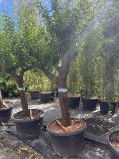 Pot 250L tronc de 100 cm hauteur totale 200/220 cm