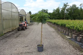 Pot 15L formé sur une tige de 130 cm, pour une hauteur totale de 180 à 200 cm (hors pot)