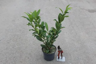 Pot 2L