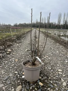 Pot 7.5L