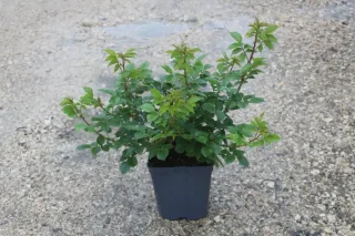 Pot 5L